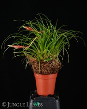 Vriesea correia-araujoi | grasartige Bromelie für Terrarien blühfähig Epiphyt