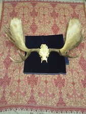 Geweih Trophy Yukon Elch Elk