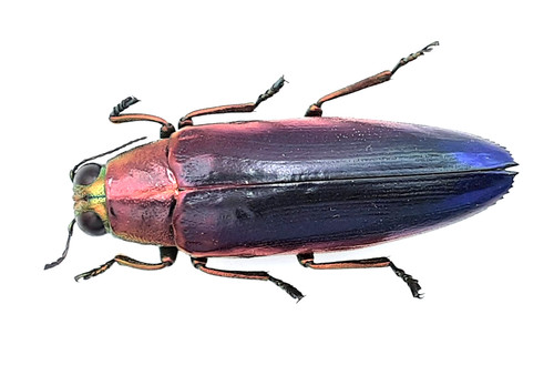 Buprestidae chrysochroa - buprestidae,,