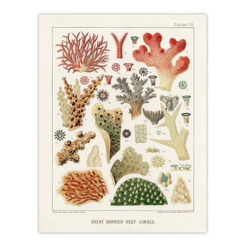 Great barrier reef - barrier, of