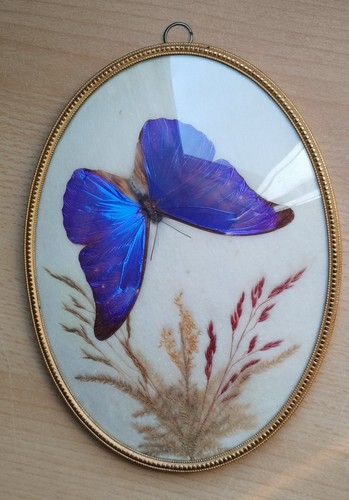 Morpho rhetenor - morpho, (guayana)