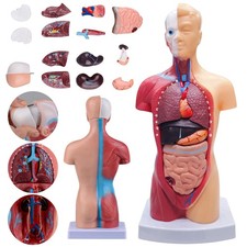 Torso Körpermodell Anatomie