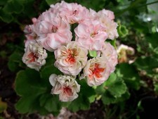 Pelargonie  JungPFLANZE Malta