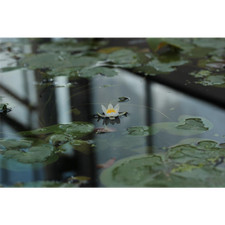 Nymphaea tetragona -