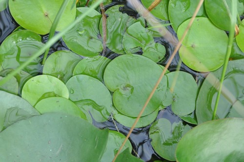 Wasserlinsen und - 2,2,