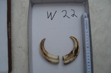 1 Paar Warzenschwein