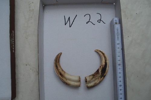 Paar warzenschwein - 1,