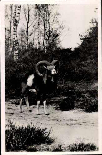 Mufflon wildschaf - mufflon,,