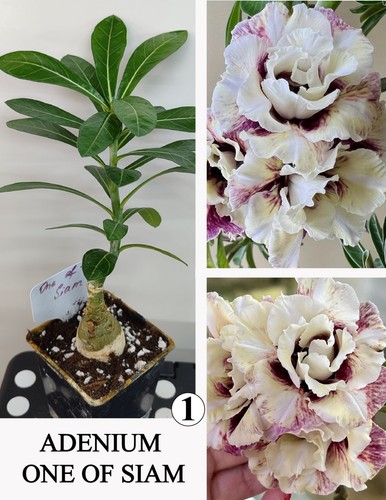 Adenium one siam - siam, n1
