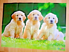 84x59 Poster GOLDEN RETRIEVER