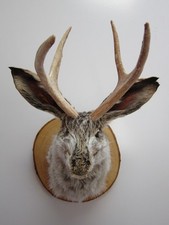 Snarling Fanged Jackalope with