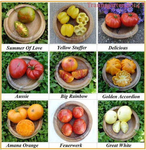 Fleischtomate set sorten aus - fleischtomate, 9