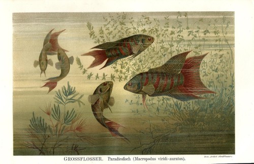 1895 grossflosser - 1895,