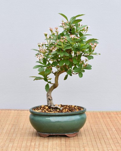 Bonsai outdoor japanischer - outdoor,,