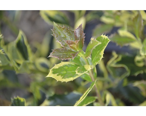 Stechpalme floraself ilex - floraself,