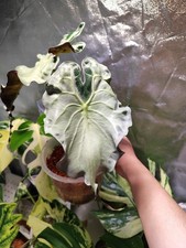 Alocasia Venom Rhizome