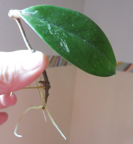 Ableger hoya cv - 🌷ableger,