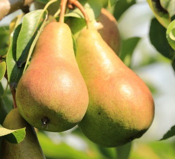 Birnenbaum harrow sweet - birnenbaum, sweetⓈ´