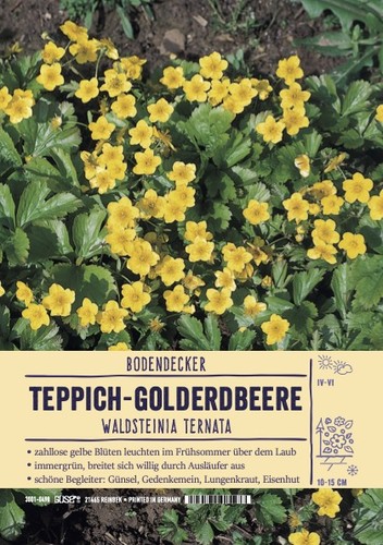 Waldsteinia ternata