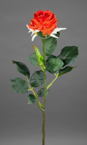 Rose elena 45cm orange - elena,