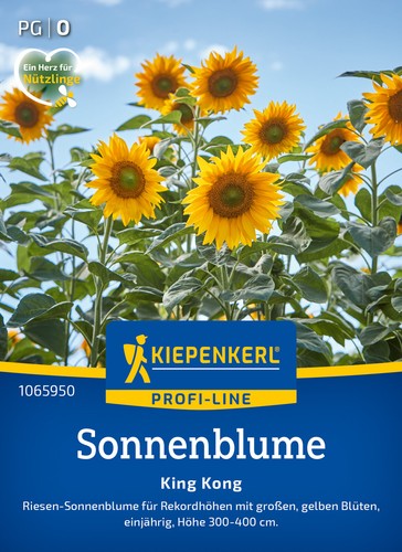 Sonnenblume king kong - kong, mhd