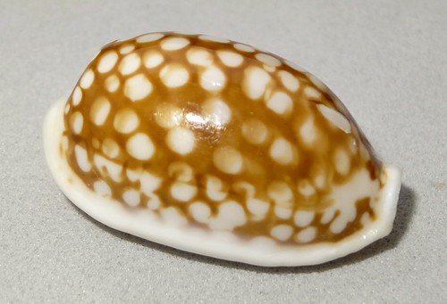 Meeresschnecke cypraea - meeresschnecke,