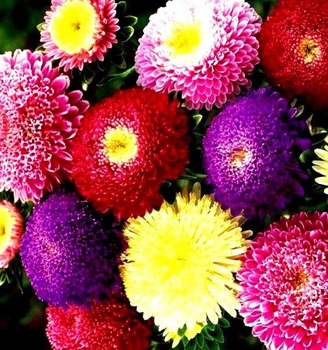 Sommeraster mischung 50 - sommeraster,
