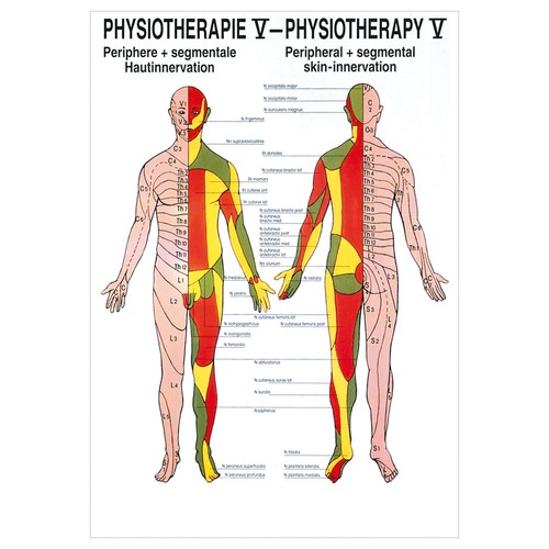 Hautinnervation poster - hautinnervation,