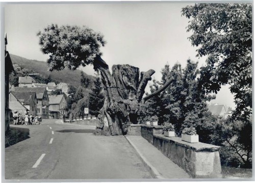 Dannenfels kastanienbaum - dannenfels,
