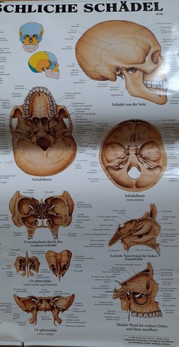 Anatomische lehrtafel - lehrtafel, (poster)