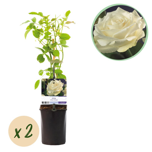Kletterrose rosa white - kletterrose,
