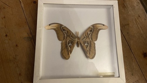 Attacus atlas präparat x - atlas,