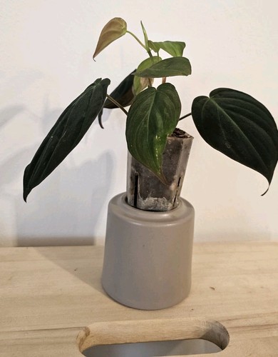 Philodendron micans babyplant - philodendron,