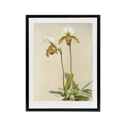 Sander cypripedium leeanum - f,