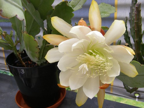 Epiphyllum zaffaria - epiphyllum,