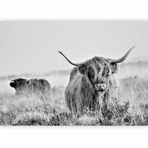Kuh tiere natur grau - kuh,