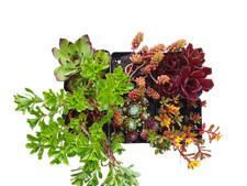 Steingartenpflanzen 6er Set mit verschiedenen Mauerpfeffern und Hauswurzsorten  