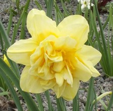 @ (◕‿◕)\@ Gefüllte