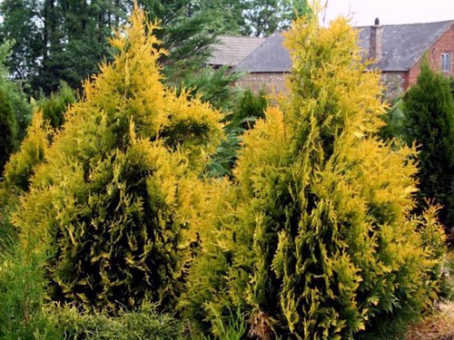 Lebensbaum thuja 4ever - lebensbaum,