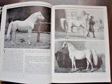 Araber marbach - araber, *
