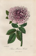 Rose Marie Aviat Rosen roses