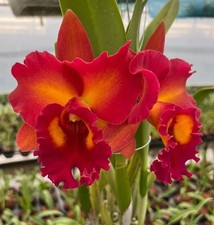 Thailand duft orchidee - thailand,
