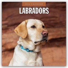 Labradors 2026 Square Wall