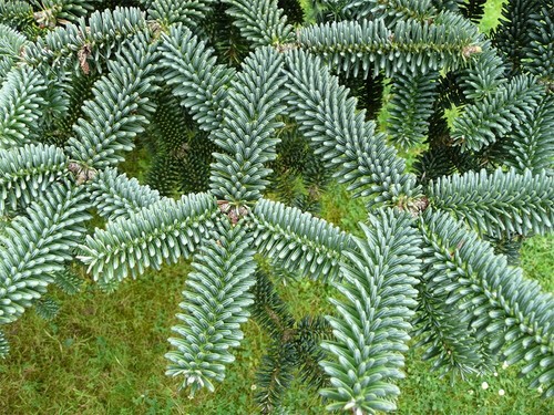Spanische tanne abies - x,