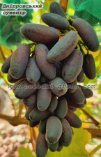 Tafeltrauben Weinreben Dneprovskij Souvenir