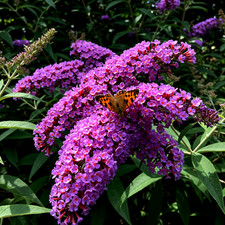 Blauer Sommerflieder Schmetterlingsflieder Insektenmagnet Jungpflanze im Topf