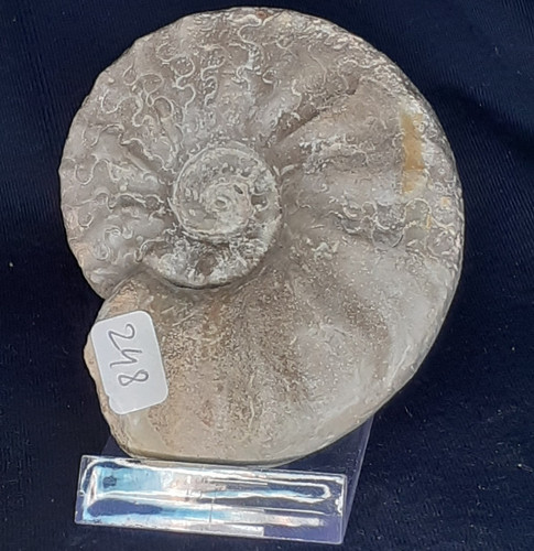 Ammonit ceratites laevigatus - ammonit,