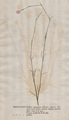 Dianthus nelke carnation - dianthus,