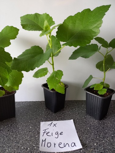 Tamarillo und feige morena - und,