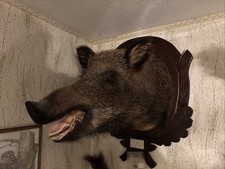 Wildschwein Jagd Trophäe -